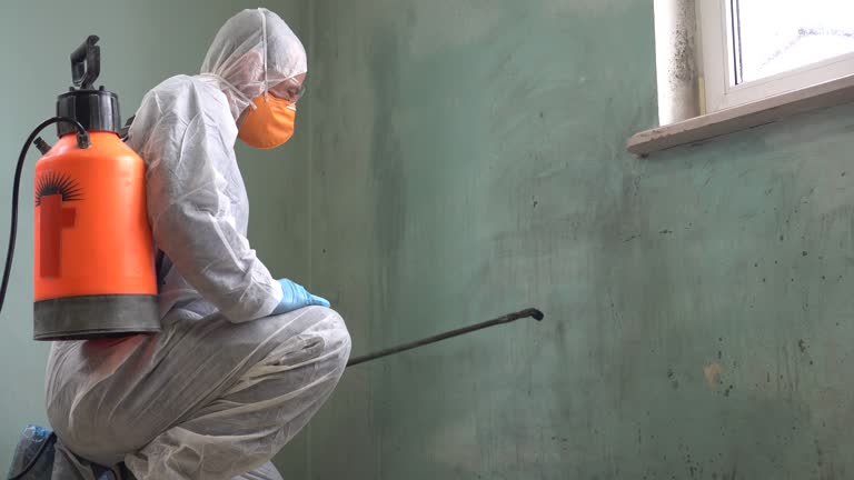 Why You Should Choose Our Mold Remediation Services in Diberville, MS